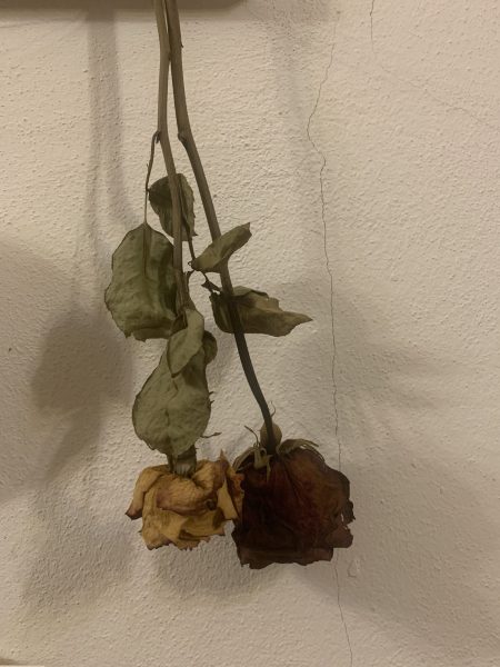 Dried Roses